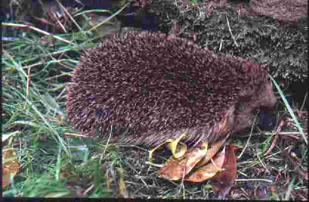 Hedgehog - Durham Wildlife Trust